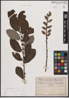 Foto von Salix aurita L. x Salix cinerea L.
